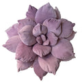 17 Purple Cactus Flower Pillow